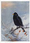 Archibald Thorburn Famous Paintings - Winter Blackbird